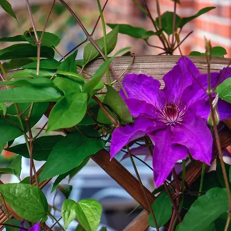 Szálloda Hanken Hof Gastehaus Muller Groß Oesingen
